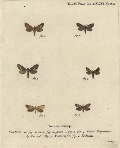 العثة السريعة الشائعة ، Korscheltellus lupulina 1-4 ، gold swift ، Phymatopus hecta 5 ، و Pharmacis carna 6. نقش على لوح نحاسي ملون يدويًا بواسطة يوهان كارل بوك بعد Eugenius Johann Christoph Esper للفراشات في الرسوم التوضيحية المستندة إلى الطبيعة ، إرلانجن بواسطة يوهان كارل بوك