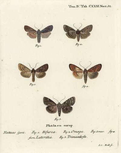 مطابق ، Lithophane furcifera 1 ، سهم مزدوج ، Graphiphora augur 2 ، دبق نادر ، أفاميا لاتريتيا 3،4 ، وأقواس فضية ، Polia hepatica 5. بواسطة يوهان كارل بوك