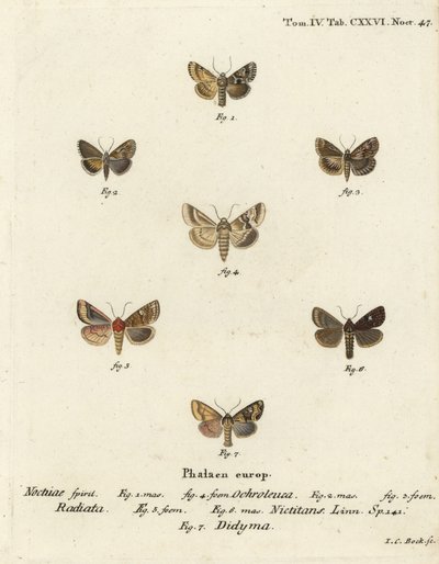 Dusky sallow ، Eremobia ochroleuca 1،4 ، Cynaeda Dentalis 2،3 ، عثة الأذن ، Amphipoea oculea 5،6 ، والريفي الشائع ، Mesapamea secalis 7. نقش على لوح نحاسي ملون يدويًا بواسطة يوهان كارل بوك بعد Eugenius Johann Christoph Esper's Die Schmetterlinge في أبي بواسطة يوهان كارل بوك