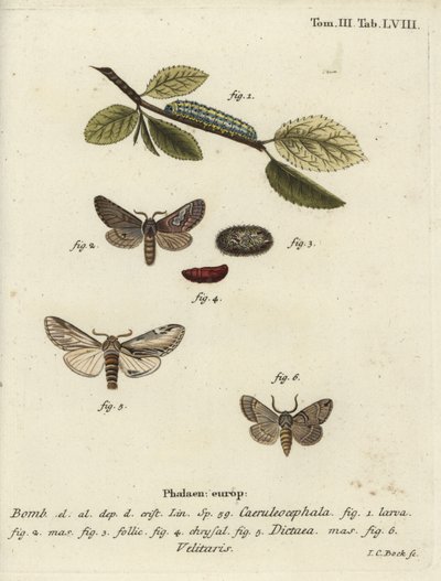 شكل ثمانية ، ابتلاع عثة بارزة و Drymonia velitaris. بواسطة يوهان كارل بوك