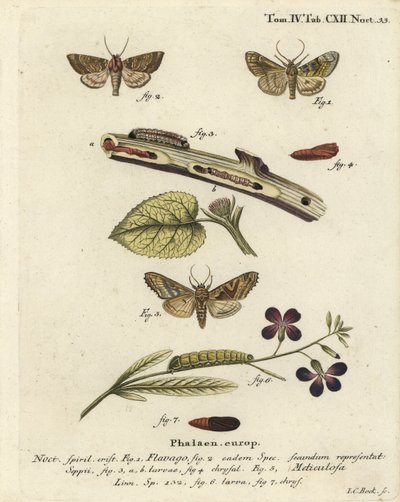 عثة برتقالية متجمدة ، Gortyna flavago 1،2 ، وظلال زاوية ، Phlogophora meticulosa 3-7. نقش على لوح نحاسي ملون يدويًا بواسطة يوهان كارل بوك بعد كتاب يوجينيوس يوهان كريستوف إسبير ، الفراشات في صور من الطبيعة ، إرلانجن بواسطة يوهان كارل بوك