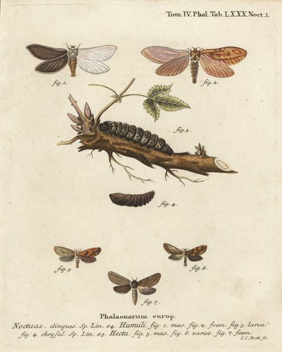 عثة الشبح ، Hepialus humuli 1-4 ، و gold swift ، Phymatopus hecta 5-7. نقش على لوح نحاسي ملون يدويًا بواسطة يوهان كارل بوك بعد كتاب يوجينيوس يوهان كريستوف إسبير ، الفراشات في صور من الطبيعة ، إرلانجن بواسطة يوهان كارل بوك