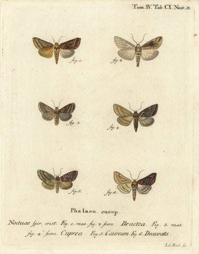 لمعة ذهبية ، Autographa bractea 1،2 ، Euchalcia modestoides 3،4 ، Lamprotes c-aureum 5 و Panchrysia deaurata 6. نقش على لوح نحاسي ملون يدويًا بواسطة يوهان كارل بوك بعد Eugenius Johann Christoph Esper للفراشات في الصور القائمة على الطبيعة بواسطة يوهان كارل بوك