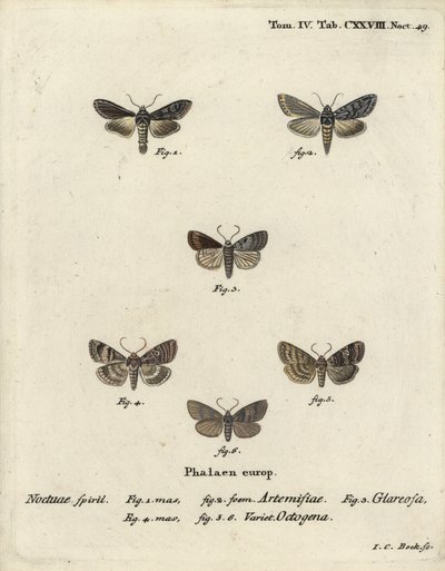 قرش أخضر لامع ، كوكوليا أرجنتيا 1،2 ، ريفي خريفي ، Eugnorisma glareosa 4 ، شخصية ثمانين ، Tethea ocularis 4-6. نقش على لوح نحاسي ملون يدويًا من قبل يوهان كارل بوك بعد لوحة يوهان كريستوف إسبير يموت Schmetterlinge في أبيلدون بواسطة يوهان كارل بوك