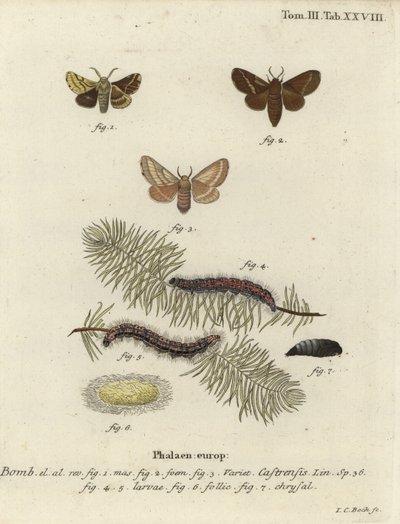 عثة خادم الأرض ، Malacosoma castrense. بواسطة يوهان كارل بوك