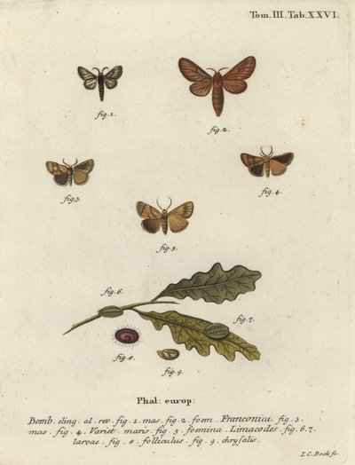 عثة Malacosoma franconicum وإكليل ، Apoda limacodes. بواسطة يوهان كارل بوك
