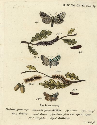 Merveille du jour ، Dichonia aprilina 1-4 ، نادر merveille du jour ، Moma alpium 5-7 ، والأخضر الرخامي ، Cryvia Muralis 8. نقش على لوح نحاسي ملون يدويًا بواسطة يوهان كارل بوك بعد Eugenius Johann Christoph Esper's Die Schmetterlinge في Abbildungen nach بواسطة يوهان كارل بوك