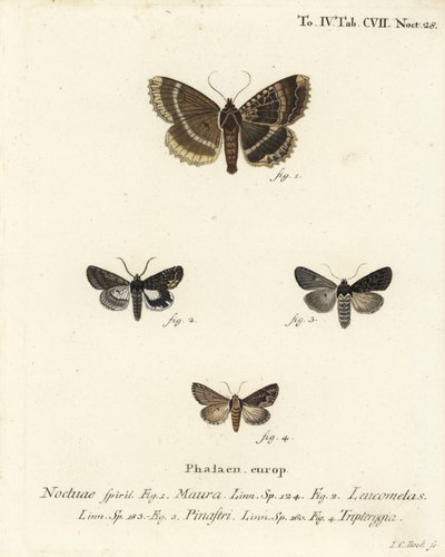 السيدة العجوز أو الأجنحة السوداء ، Mormo maura 1 ، الخيميائي الشرقي ، Aedia leucomelas 2 ، و Dypterygia scabriuscula 3،4. نقش على لوح نحاسي ملون يدويًا بواسطة يوهان كارل بوك بعد رسم يوجينيوس يوهان كريستوف إسبير للفراشات في الرسوم التوضيحية بعد Na بواسطة يوهان كارل بوك