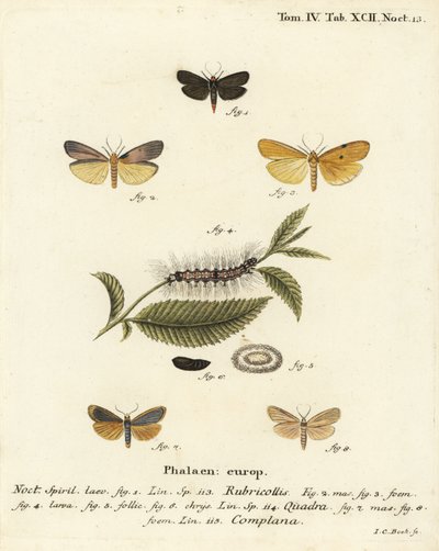 رجل ذو رقبة حمراء ، Atolmis rubricollis 1 ، أربع نقاط للقدم ، Lithosia quadra 2-6 ، و footman برتقالي ، Katha depressa 7،9. نقش على لوح نحاسي ملون يدويًا بواسطة يوهان كارل بوك بعد موت شميتيرلينج لأوجينيوس يوهان كريستوف إسبير في أبيلدونغن نا بواسطة يوهان كارل بوك