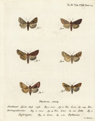 الفضة النادرة Y ، Syngrapha interrogationis 1 ، 2 ، ذهبي عادي Y ، Autographa jota 3-5 ، بقعة ذهبية ، Plusia فيستوكاي 6. نقش على لوح نحاسي ملون يدويًا بواسطة يوهان كارل بوك بعد Eugenius Johann Christoph Esper للفراشات في الرسوم التوضيحية بعد Nat بواسطة يوهان كارل بوك