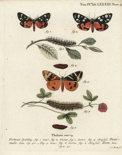 عثة النمر القرمزي ، Callimorpha dominula 1-4 ، وعثة النمر جيرسي ، Euplagia quadripunctaria 5-7. نقش على لوح نحاسي ملون يدويًا بواسطة يوهان كارل بوك بعد كتاب يوجينيوس يوهان كريستوف إسبير ، الفراشات في صور من الطبيعة ، إرلانجن بواسطة يوهان كارل بوك