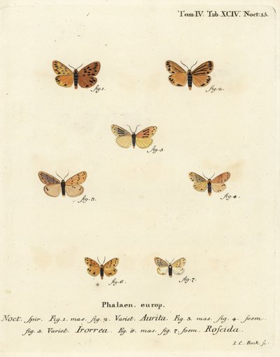 عثة Setina aurita 1،2 ، عثة الندى ، Setina Irorella 3-5 ، وعثة Setina roscida 6،7. نقش على لوح نحاسي ملون يدويًا بواسطة يوهان كارل بوك بعد كتاب يوجينيوس يوهان كريستوف إسبير ، الفراشات في صور من الطبيعة ، إرلانجن بواسطة يوهان كارل بوك