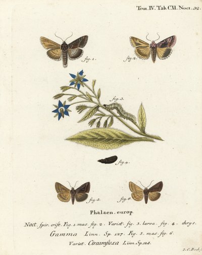 فراشة Y الفضية ، Autographa gamma 1-4 و Essex Y moth ، Cornutiplusia circflexa 5.6. نقش على لوح نحاسي ملون يدويًا بواسطة يوهان كارل بوك بعد كتاب يوجينيوس يوهان كريستوف إسبير ، الفراشات في صور من الطبيعة ، إرلانجن بواسطة يوهان كارل بوك