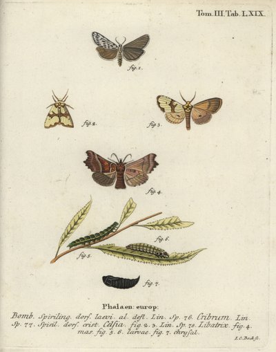 رجل قدم مرقط ، Staurophora celsia و herald moth. بواسطة يوهان كارل بوك