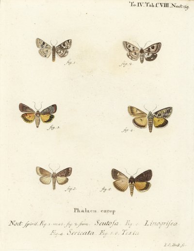 البرسيم المرقط ، Schinia scutosa 1،2 ، Epilecta linogrisea 3 ، غيرنسي underwing ، Polyphaenis sericata 4 ، والقش السفلي ، Thalpophila matura 5،6. نقش على لوح نحاسي ملون يدويًا بواسطة يوهان كارل بوك بعد لوحة يوهان كريستوف إسبر دي شميت بواسطة يوهان كارل بوك
