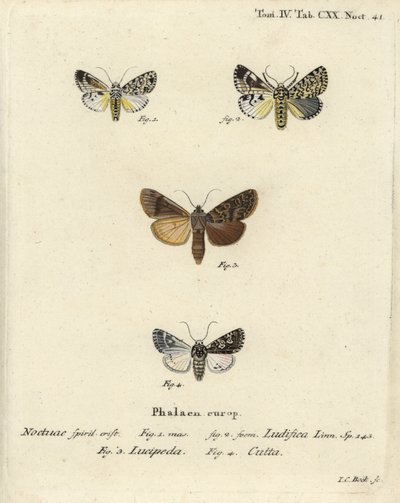 Trichosea ludifica 1،2 ، ريفي جنوبي ، Rhyacia lucipeta 3 ، و Lamprosticta Culta 4. نقش على لوح نحاسي ملون يدويًا بواسطة يوهان كارل بوك بعد Eugenius Johann Christoph Esper للفراشات في صور من الطبيعة ، Erlangen بواسطة يوهان كارل بوك