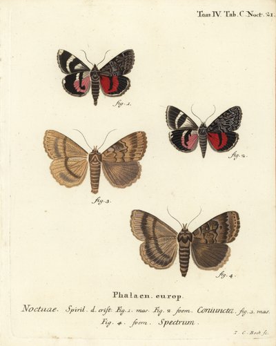 عثة الجناح السفلي ، Catocala coniuncta 1،2 ، و Apopestes الطيف 3،4. Noctua coniuncta ، طيف Noctua. نقش على لوح نحاسي ملون يدويًا بواسطة يوهان كارل بوك بعد موت شميتيرلينج لأوجينيوس يوهان كريستوف إسبير في أبيلدونجن ناتش دير ناتور ، إرلانجن بواسطة يوهان كارل بوك