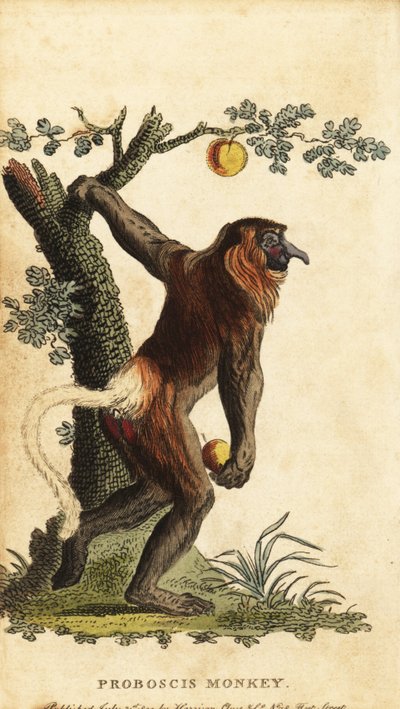 قرد طويل الأنف ، يرقات الأنف. المهددة بالخطر. ، 1800 (نقش) بواسطة يوهان إبرهارد إيل