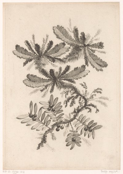 التقى Takken ببيسن مجموعة من الزهور المذاق الجديد. لـ Manufacture des Etoffes de Perse (عنوان السلسلة) بواسطة جان بابتيست بيلمينت