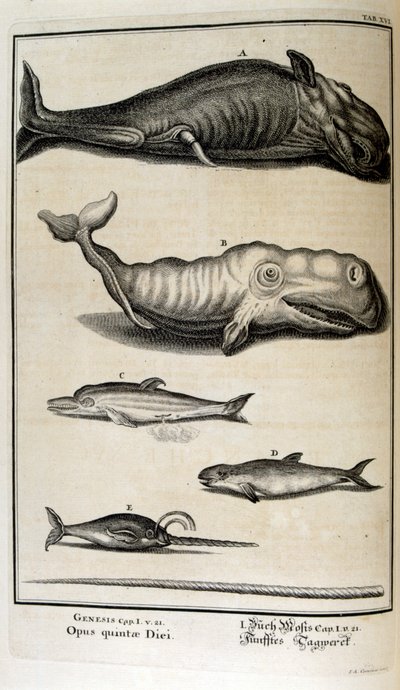 نقش على الصفيحة النحاسية من "Physica Sacra" بواسطة الباحث السويسري. يوهان جاكوب شيوتشر بواسطة يوهان جاكوب شيوتشر
