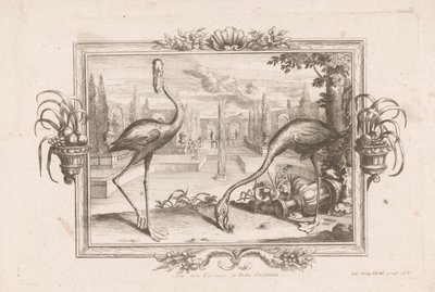 توي فلامنغو Aves Dicta Flaminges ex India Occidentali (العنوان على الكائن) بواسطة يوهان جورج هيرتل (الأول)