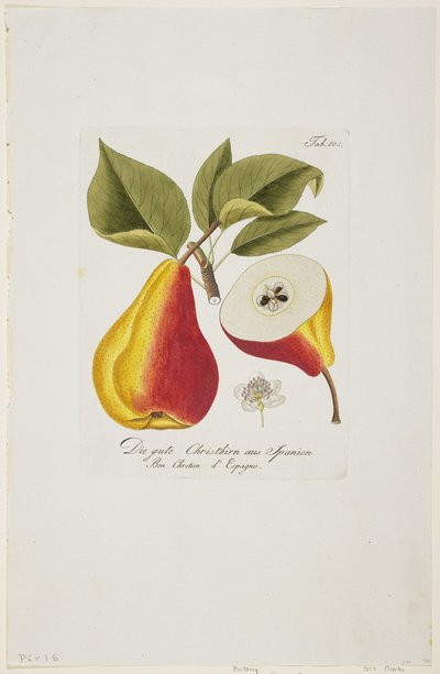 كريستبيرن الجيد من إسبانيا من "بومونا أوسترياكا ، أو أربريس فروتيرز دي أوتريش" ، 1787-96 (نقش يدوي) بواسطة يوهان كرافت