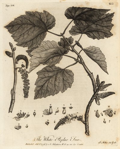 شجرة الحور البيضاء ، Populus alba. بواسطة يوهان سيباستيان مولر