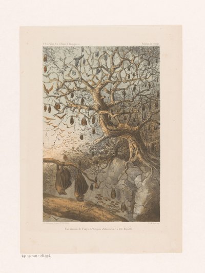 Vleermuizen في een boom اجتماع Fanys (Pteropus Edwardsii) في جزيرة مايوت (العنوان على الكائن) علاقة السفر (عنوان السلسلة على الكائن) بواسطة فرانسوا بل بولين