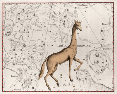 كوكبة لوحة الزرافة مأخوذة من "" Firmamentum Sobiescanum sive Uranographia "بقلم يوهانس هيفيليوس أو هيفيل (1611-1687) بواسطة يوهانس هيفيليوس