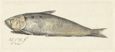 بخير بواسطة Johannes le Francq van Berkhey