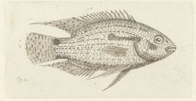 الأسماك الاستوائية Chromis epse بواسطة يوهانس لو فرانك فان بيرخي