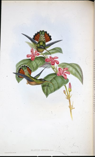 Allied Hermit (Glaucis affinis) (hand-coloured litho) بواسطة جون (بعد) جولد