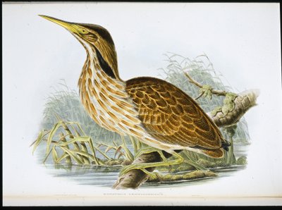 American Bittern (Botaurus Lentiginosus) (hand-coloured litho) بواسطة جون (بعد) جولد