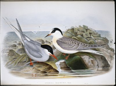 Arctic Tern (Sterna Macrura) (hand-coloured litho) بواسطة جون (بعد) جولد