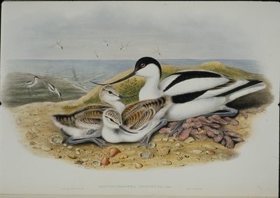 Avocet (Recurvirostra Avocetta) (ليثو ملون يدويًا) بواسطة جون (بعد) جولد