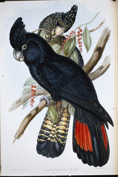 كوكاتو بانكسي (Calyptorhynchus Banksii) (ليثو ملون يدويًا) بواسطة جون (بعد) جولد