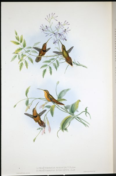 Belted Hermit (Phaethornis Nigrocinctus) and Bishop hermit (Phaethornis Episcopus) (hand-coloured litho) بواسطة جون (بعد) جولد