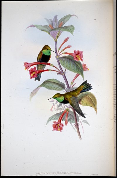 نجم التل أسود الصدر (Oreotrochilus Melanogaster) (ليثو ملون يدويًا) بواسطة جون (بعد) جولد