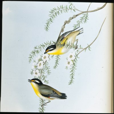 Black-headed Pardalote (Pardalotus Melanocephalus) (hand-coloured litho) بواسطة جون (بعد) جولد