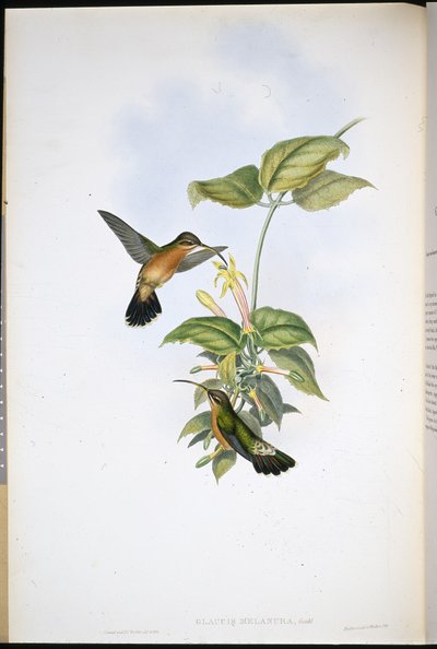 Black-tailed Hermit (Glaucis Melanura) (hand-coloured litho) بواسطة جون (بعد) جولد