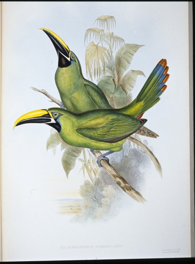 Black-throated Groove-bill Toucan (Aulacoramphus Atrogularis) (hand-coloured litho) بواسطة جون (بعد) جولد