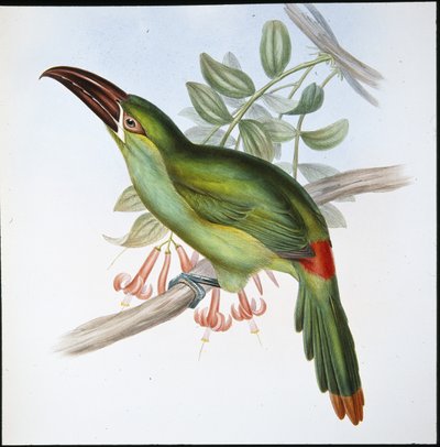 Blood-rump Groove-bill Toucan (Aulacoramphus Haematopygius) (hand-coloured litho) بواسطة جون (بعد) جولد