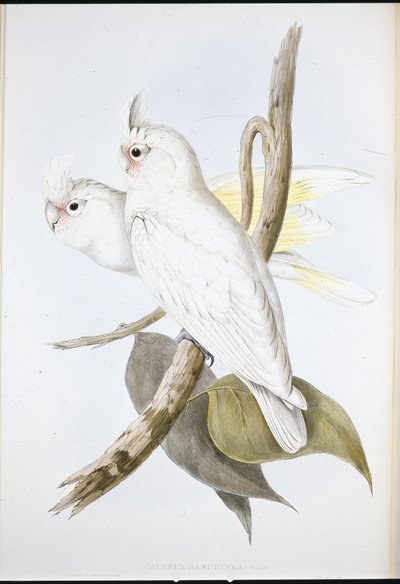 Blood-stained Cockatoo (Cacatus Sanguinea ) (hand-coloured litho) بواسطة جون (بعد) جولد