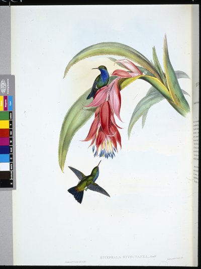 الياقوت الأزرق الصدر (Eucephala Hypocyanea) (ليثو ملون يدويًا) بواسطة جون (بعد) جولد
