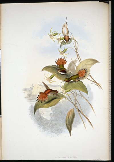 Blue-headed Sapphire (eucephala grayi) (hand-coloured litho) بواسطة جون (بعد) جولد