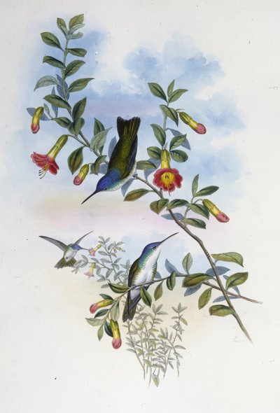 Blue-necked Azure Crown (Cyanomyia Cyanocollis) (hand-coloured litho) بواسطة جون (بعد) جولد