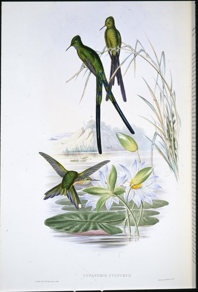 Blue-tailed Sylph (Cynanthus Cyanurus) (hand-coloured litho) بواسطة جون (بعد) جولد