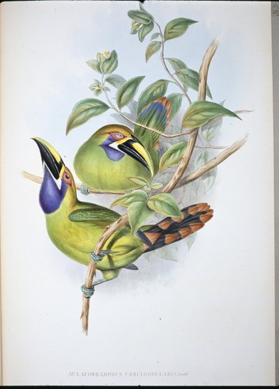 الأخدود ذو الحنجرة الزرقاء الطوقان (Aulacoramphus Caeruleogularis) (ليثو ملون يدويًا) بواسطة جون (بعد) جولد