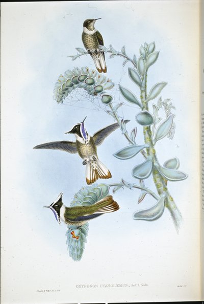 Blue-throated Hlemte Crest (Oxypogon Cyanolaemus) (hand-coloured litho) بواسطة جون (بعد) جولد