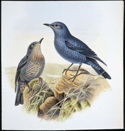 Blue Rock Thrush (Petrocossyphus Cyanus) (hand-coloured litho) بواسطة جون (بعد) جولد